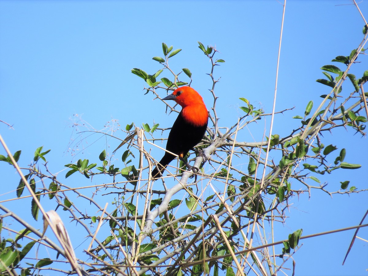 Scarlet-headed Blackbird - ML270141511