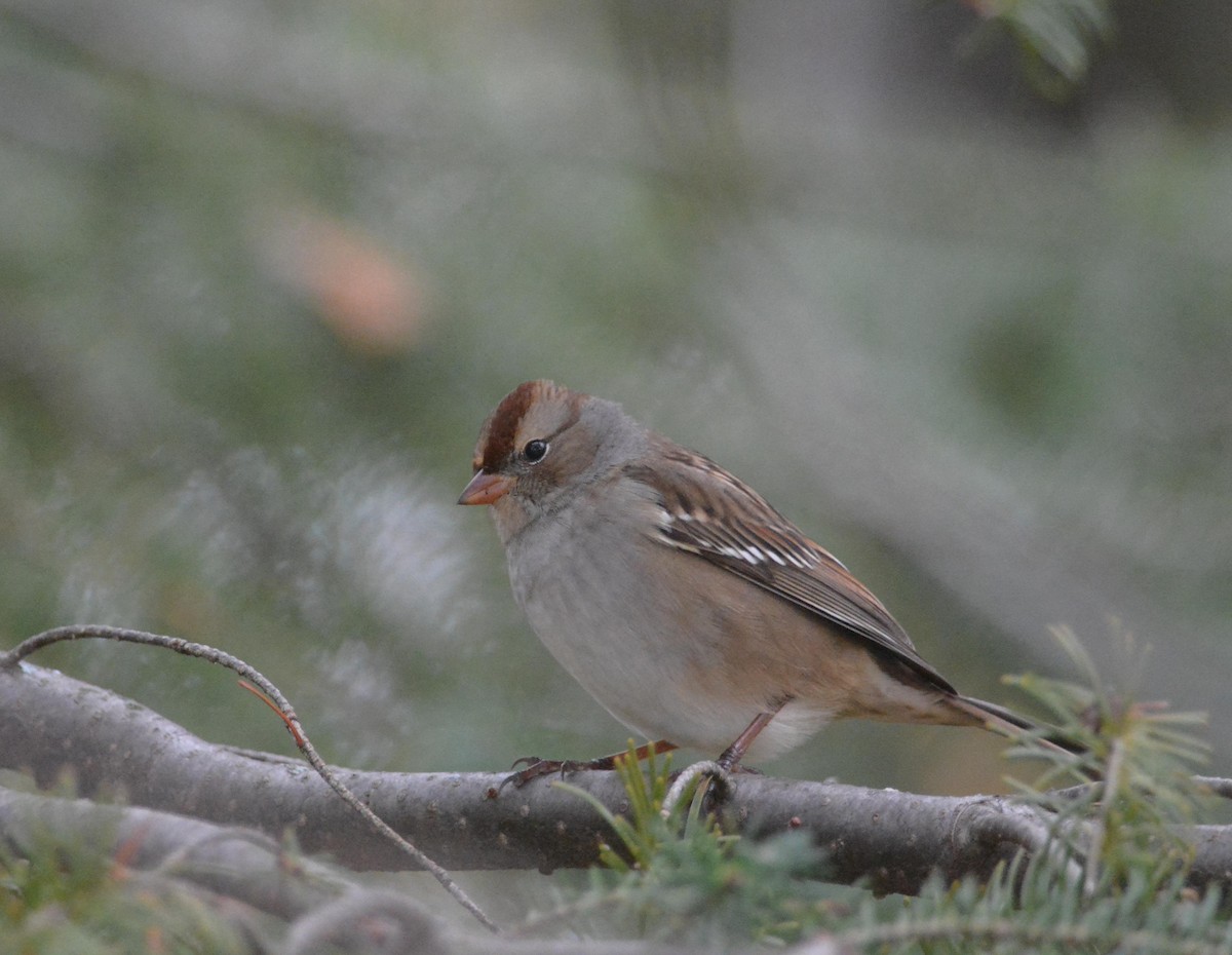 White-crowned Sparrow - ML270144761