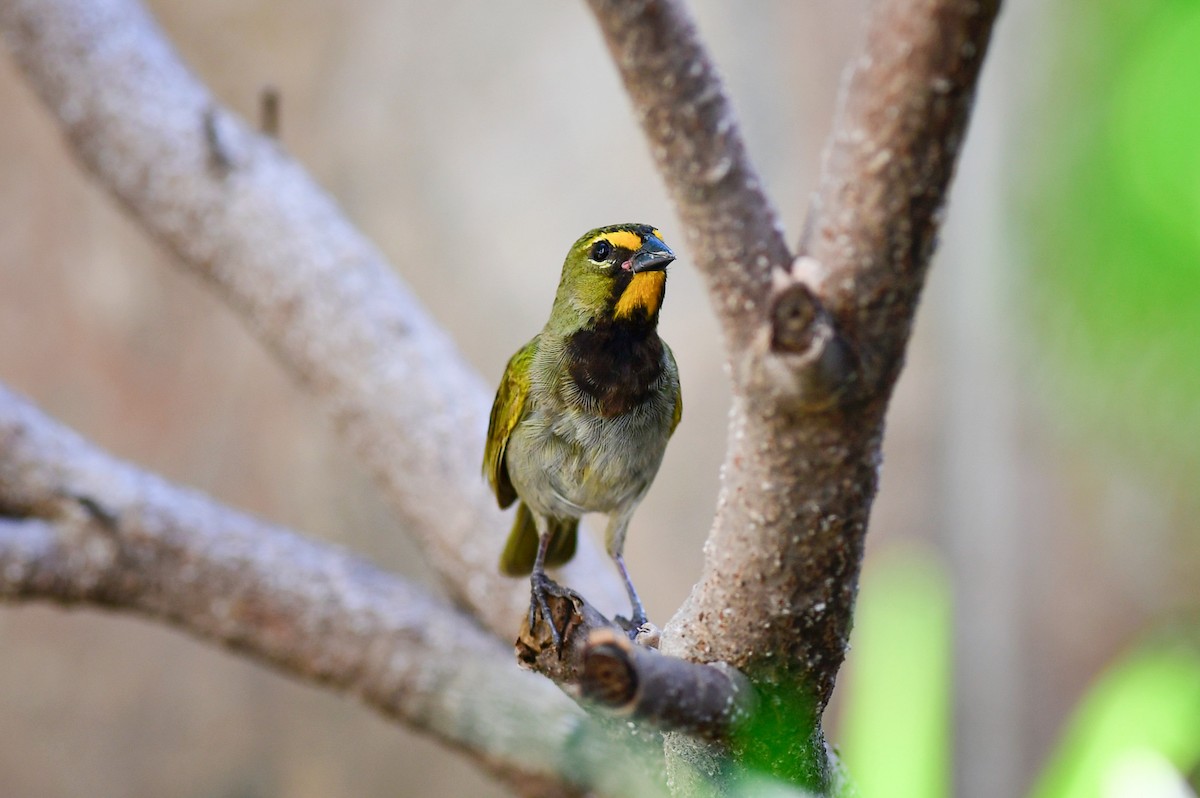 Yellow-faced Grassquit - Charles Thomas