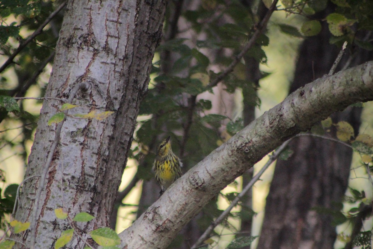 Cape May Warbler - Jessica Outcalt