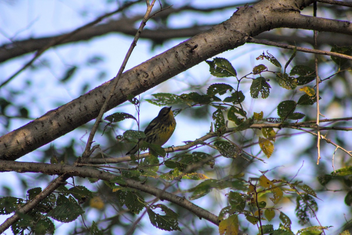 Cape May Warbler - ML270148841