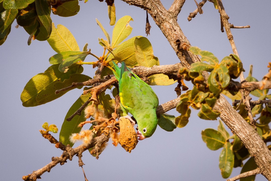Yellow-chevroned Parakeet - LAERTE CARDIM