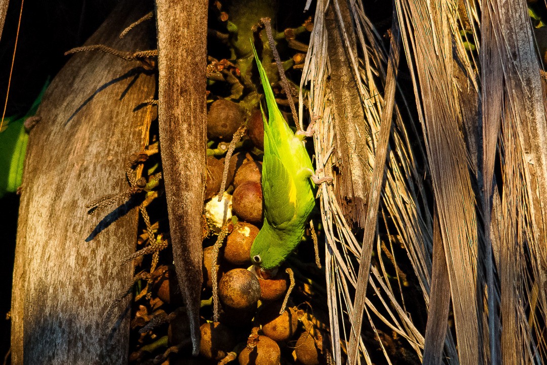 Yellow-chevroned Parakeet - LAERTE CARDIM