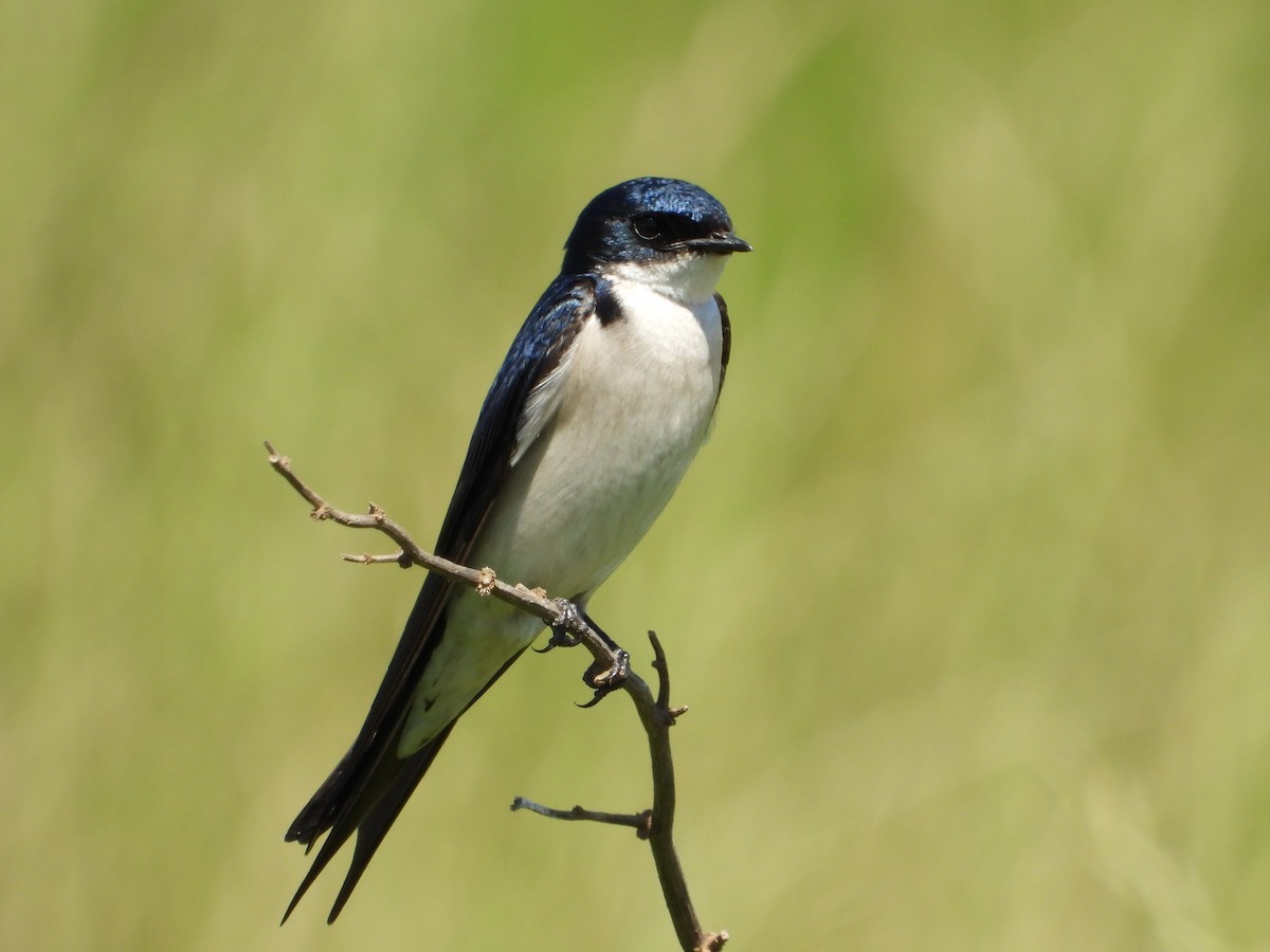 Pearl-breasted Swallow - ML270150661
