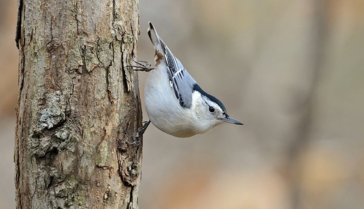 White-breasted Nuthatch - ML270150671