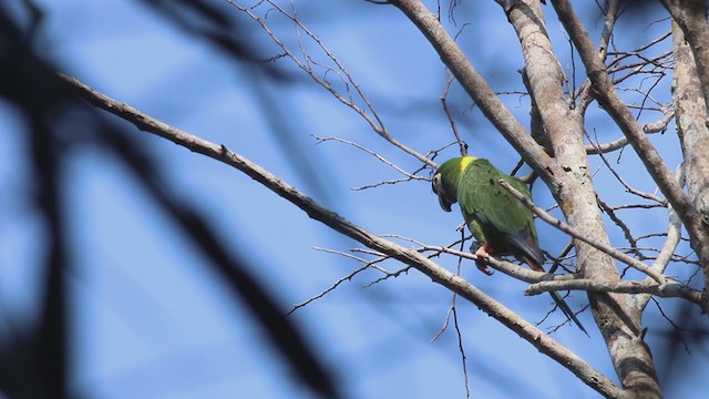 Yellow-collared Macaw - ML270158921