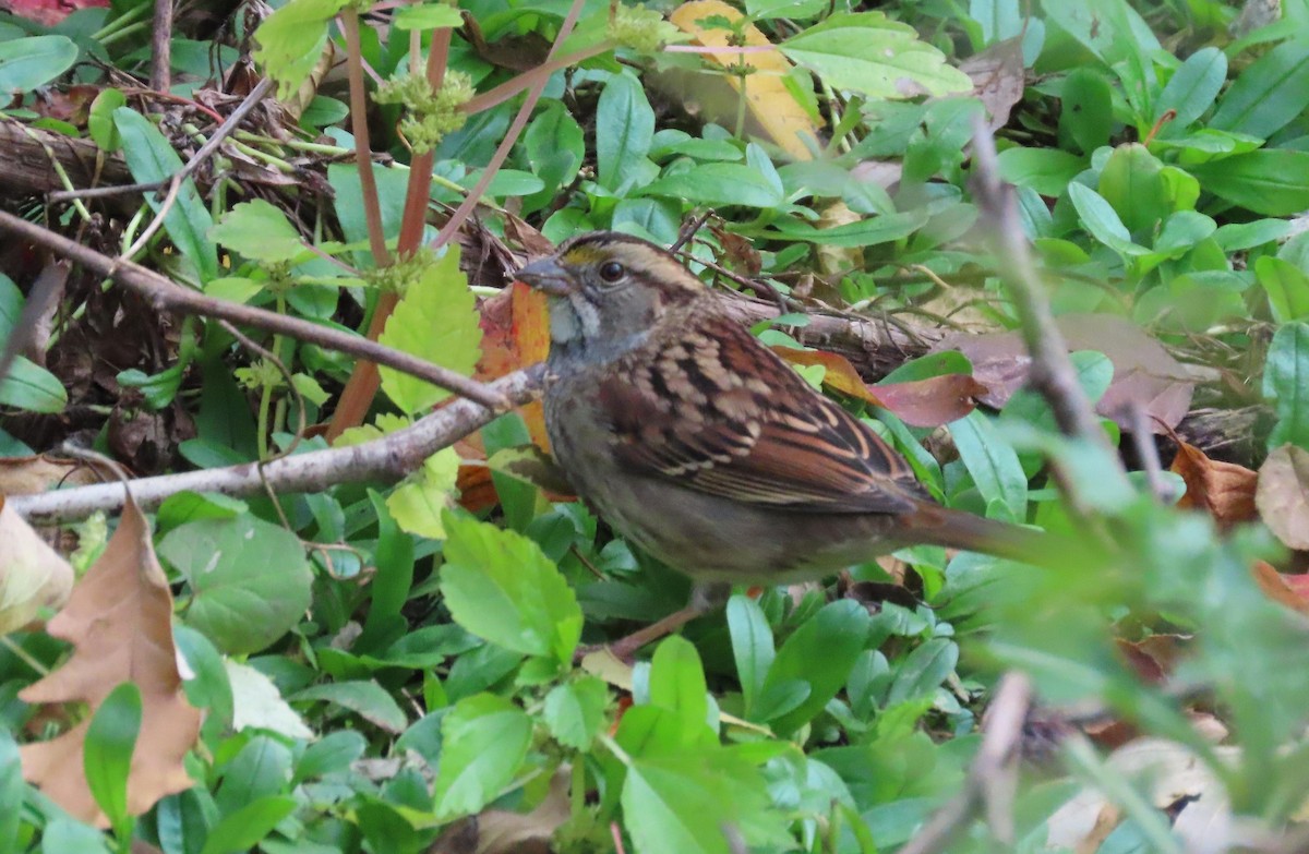 White-throated Sparrow - ML270159391