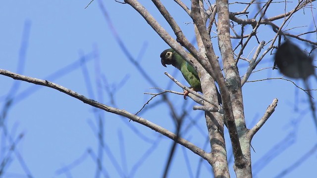 Yellow-collared Macaw - ML270160641