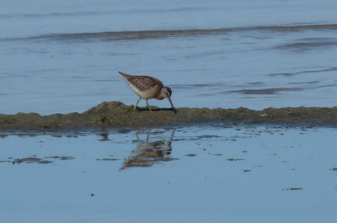 Long-billed Dowitcher - ML27017241