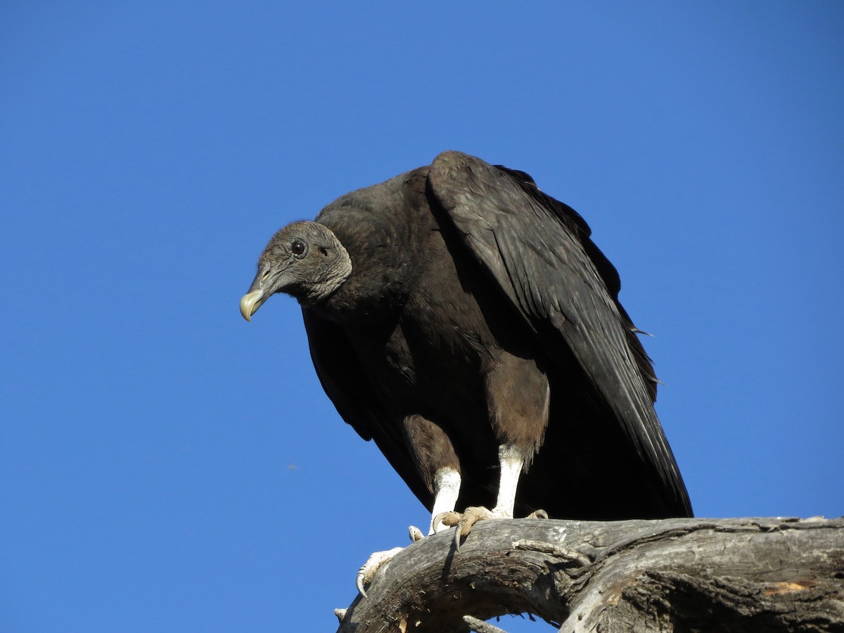 Black Vulture - Steve Hosmer