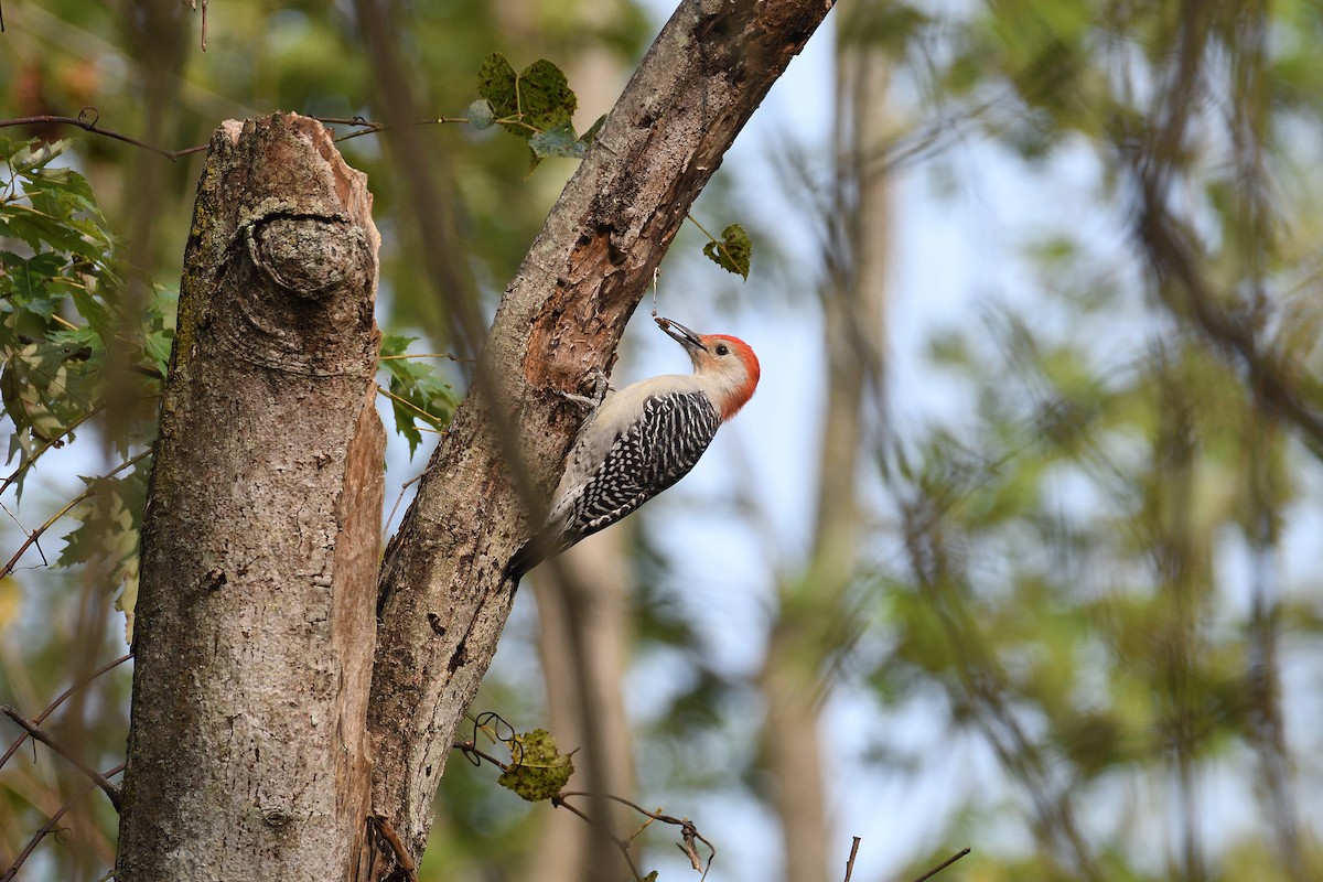 Red-bellied Woodpecker - ML270190751