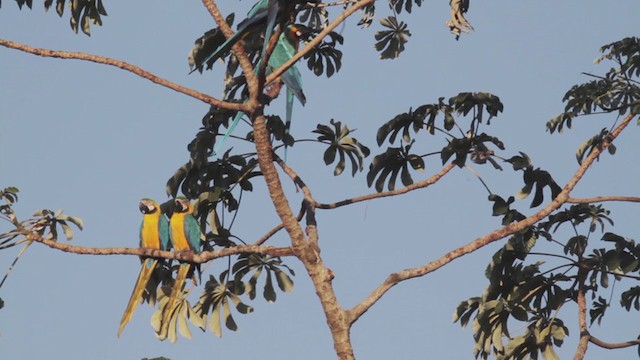 Blue-and-yellow Macaw - ML270193621