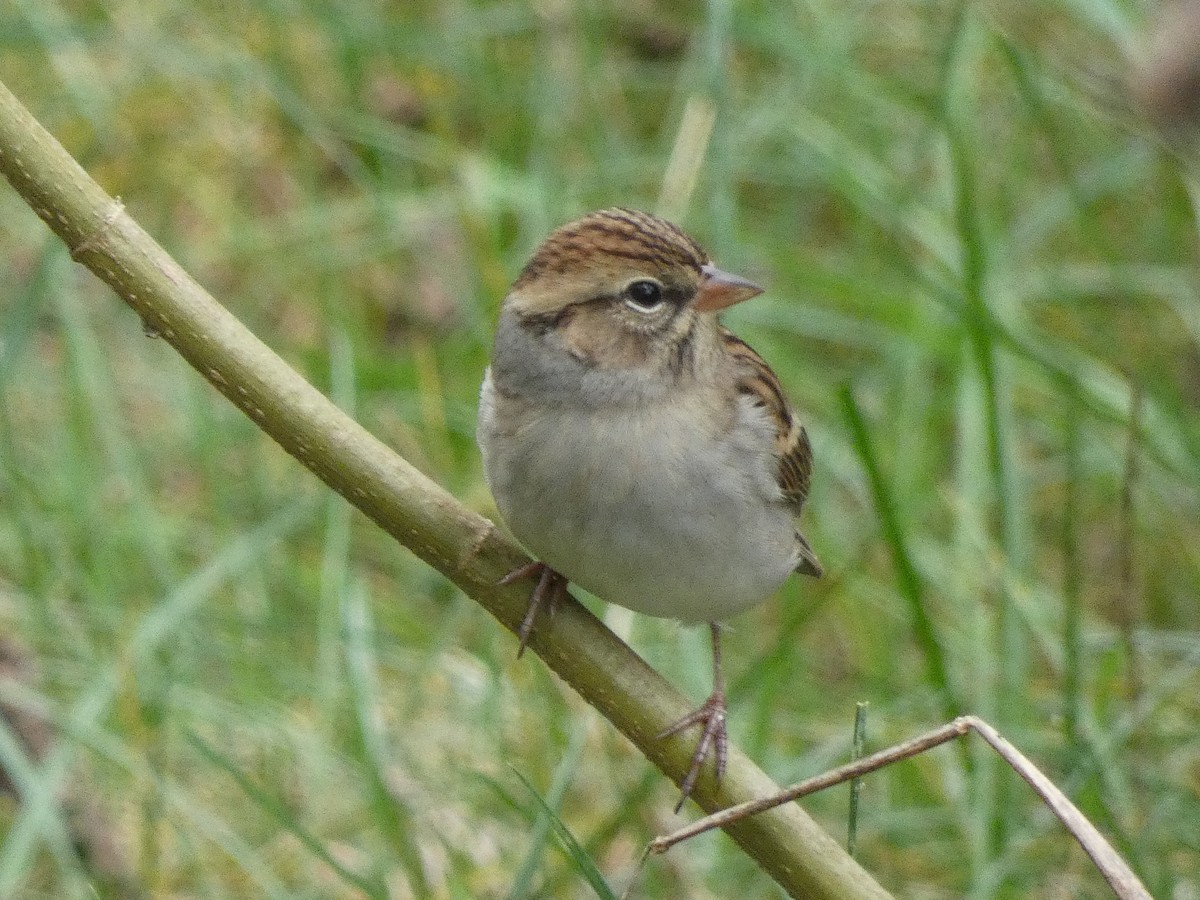 Chipping Sparrow - ML270193641