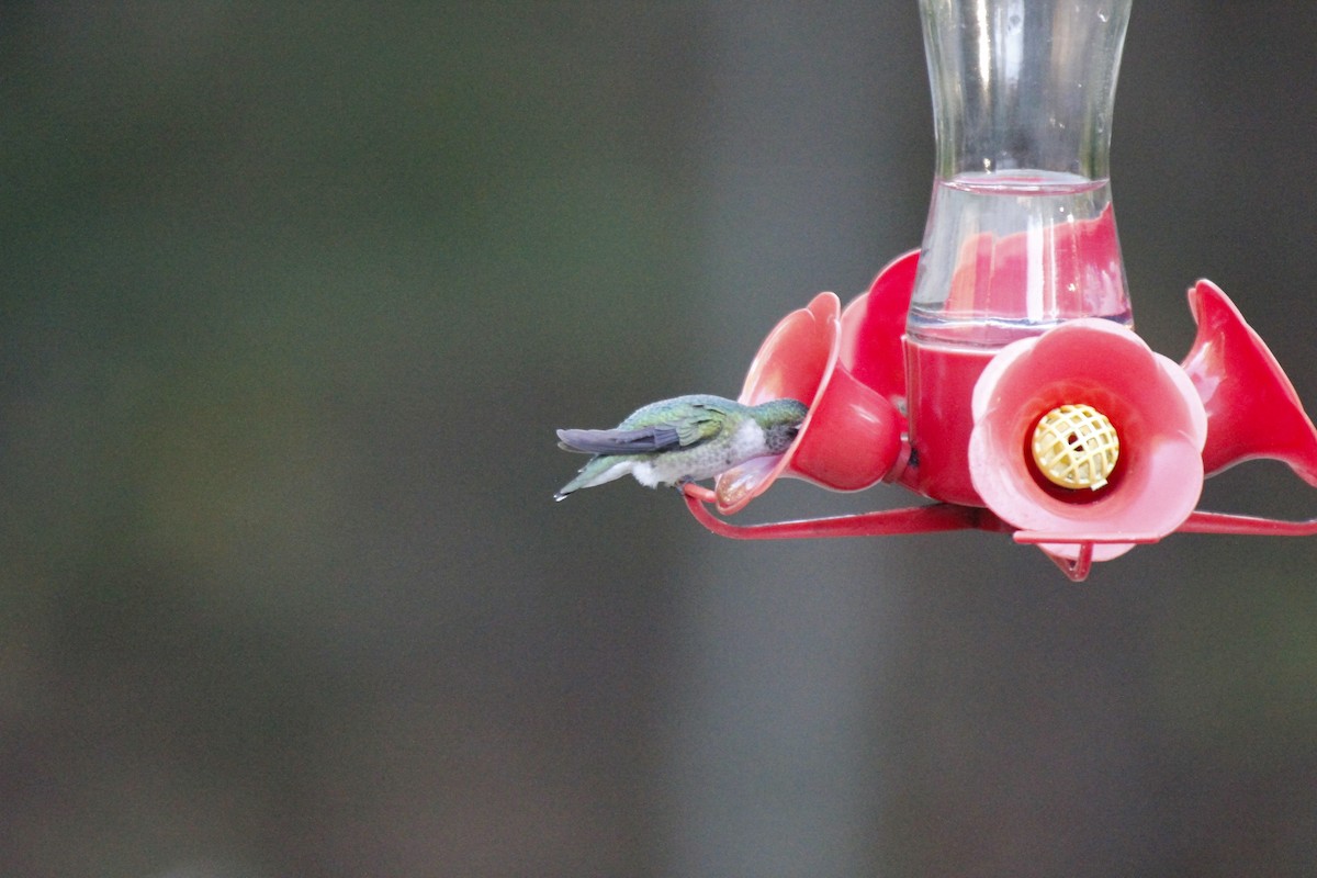 Ruby-throated Hummingbird - ML270195151