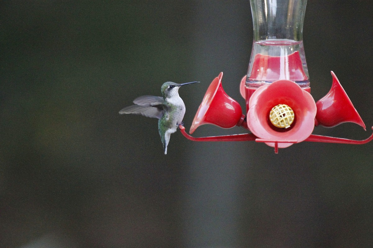 Ruby-throated Hummingbird - ML270195411