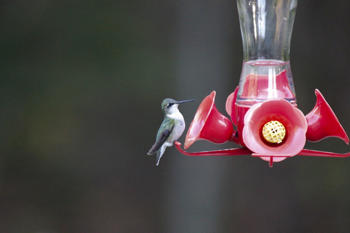 Ruby-throated Hummingbird - ML270195621