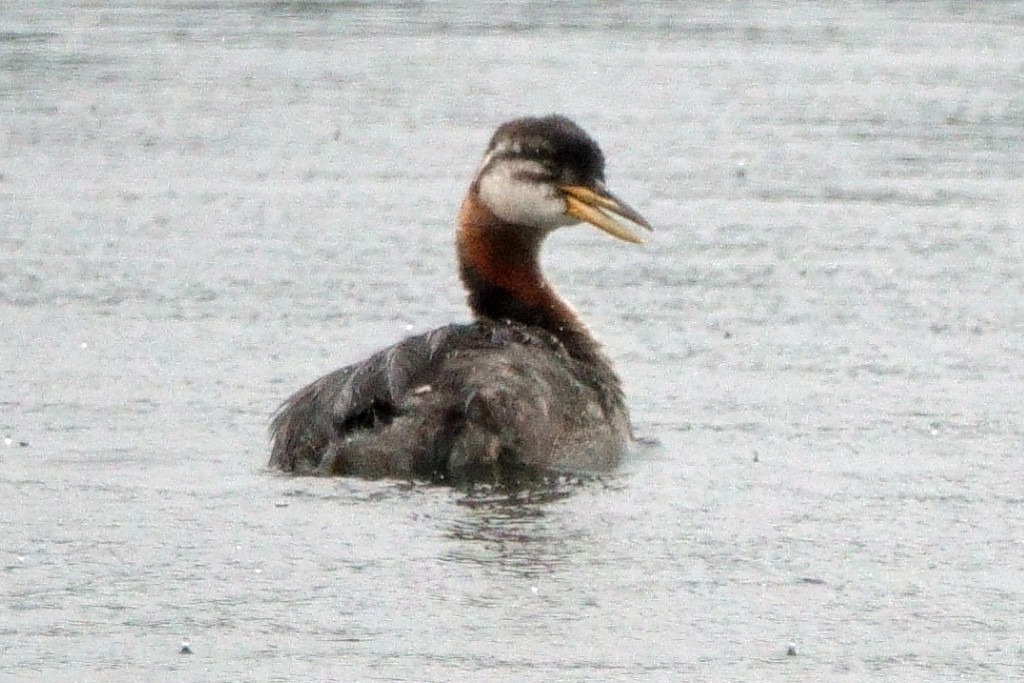 Red-necked Grebe - ML270196711