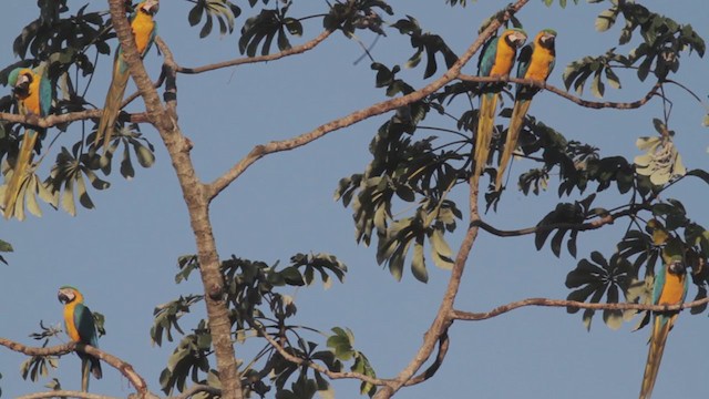 Blue-and-yellow Macaw - ML270197171