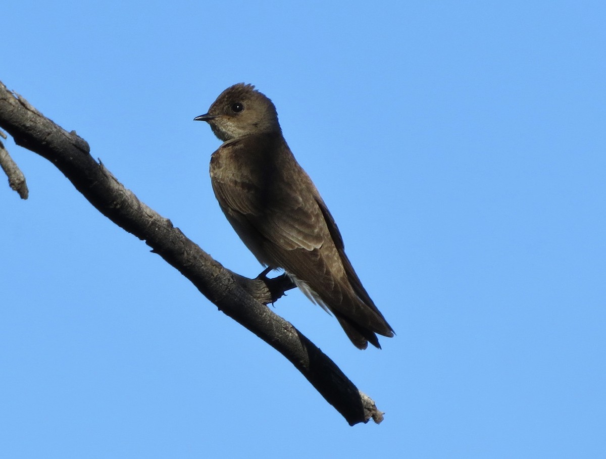 Northern Rough-winged Swallow - Steve Hosmer