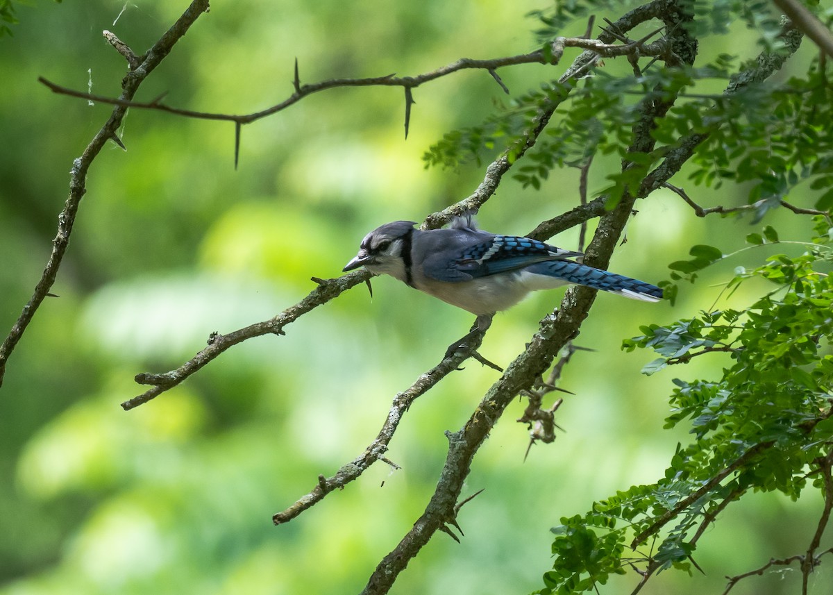 Blue Jay - Sheila and Ed Bremer