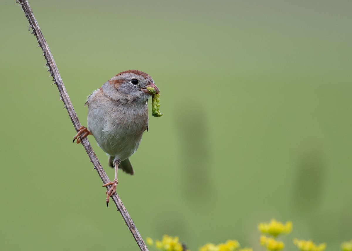 Field Sparrow - Sheila and Ed Bremer