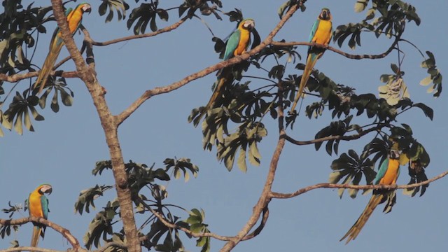 Blue-and-yellow Macaw - ML270199651