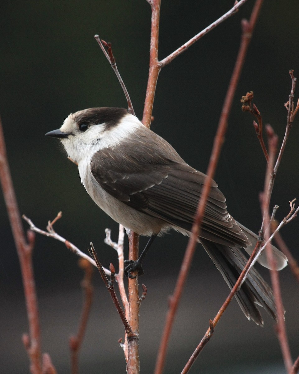 Canada Jay (Pacific) - Tim Lenz