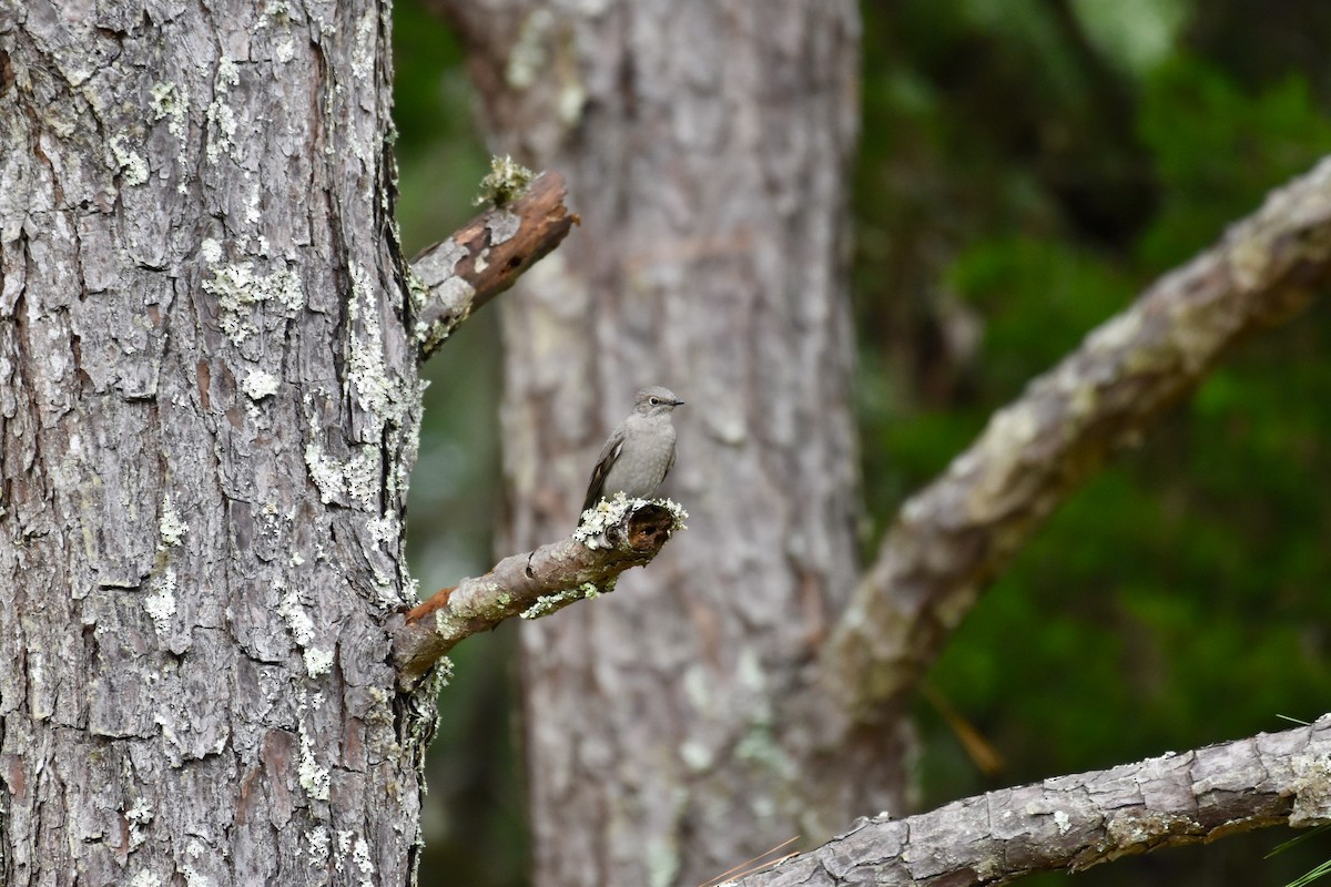 Townsend's Solitaire - ML270202371