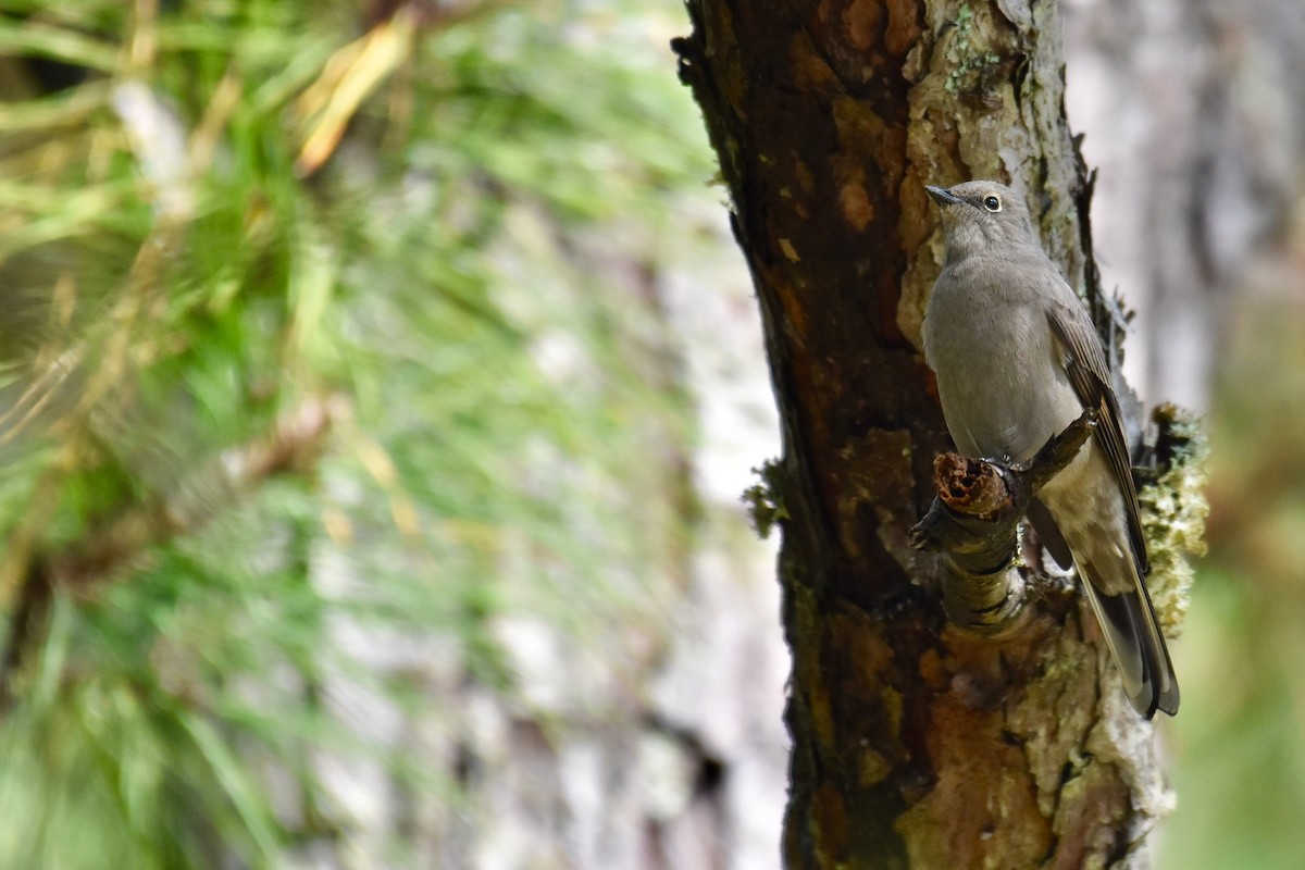Townsend's Solitaire - ML270202391