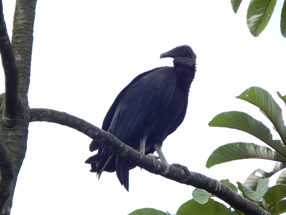 Black Vulture - ML270203791
