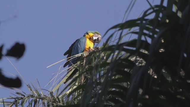 Blue-and-yellow Macaw - ML270207771