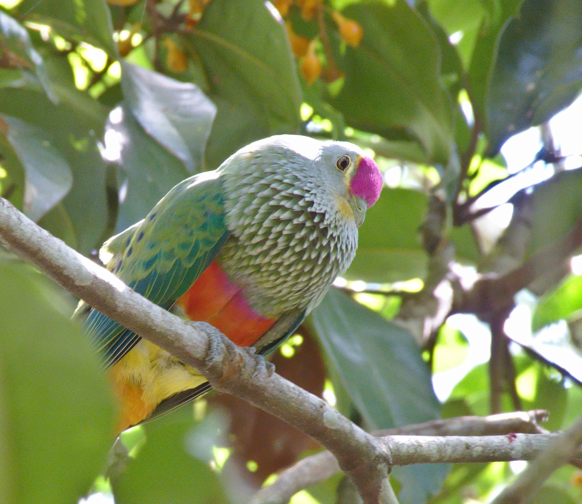 Rose-crowned Fruit-Dove - ML270208951