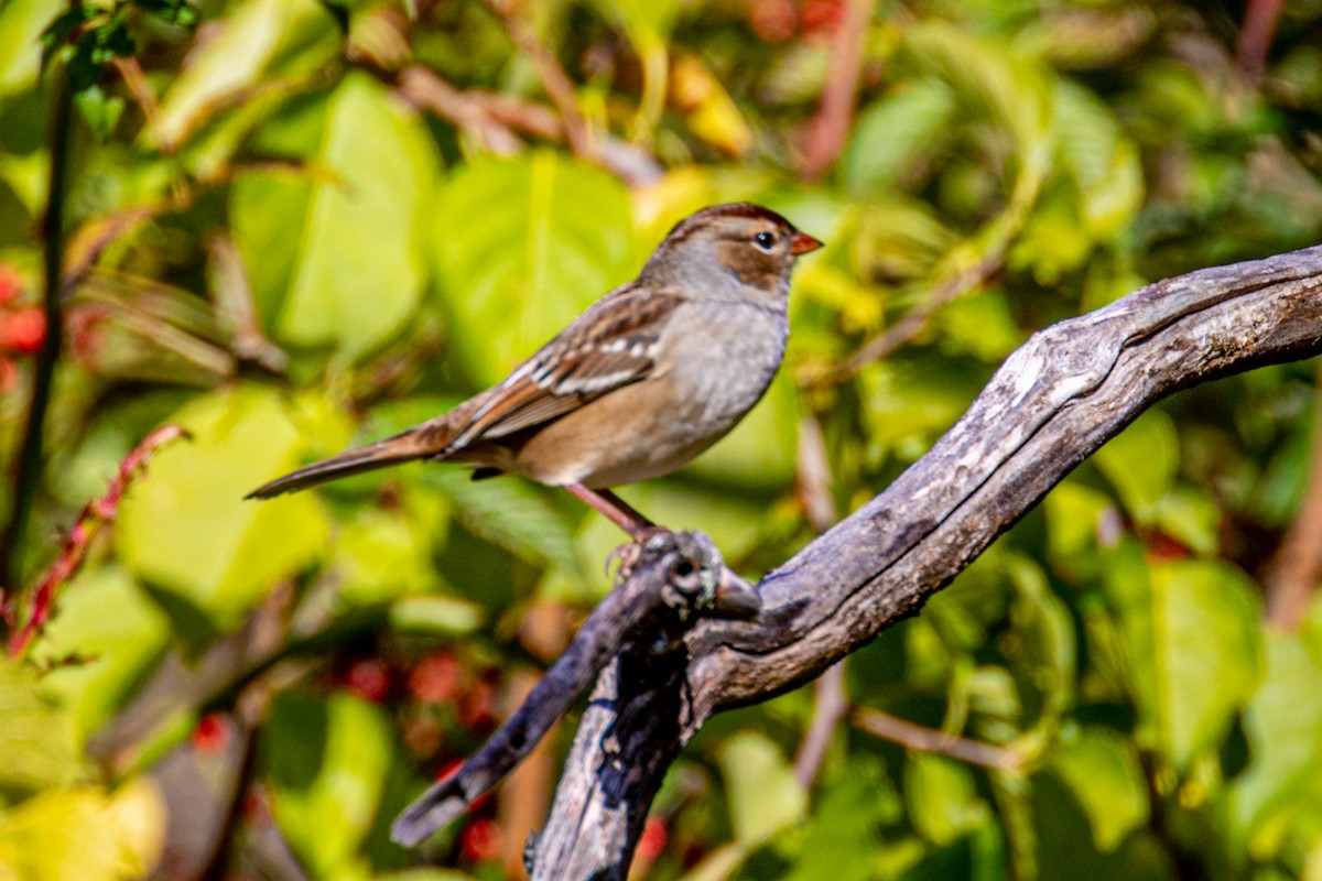 White-crowned Sparrow - ML270209281