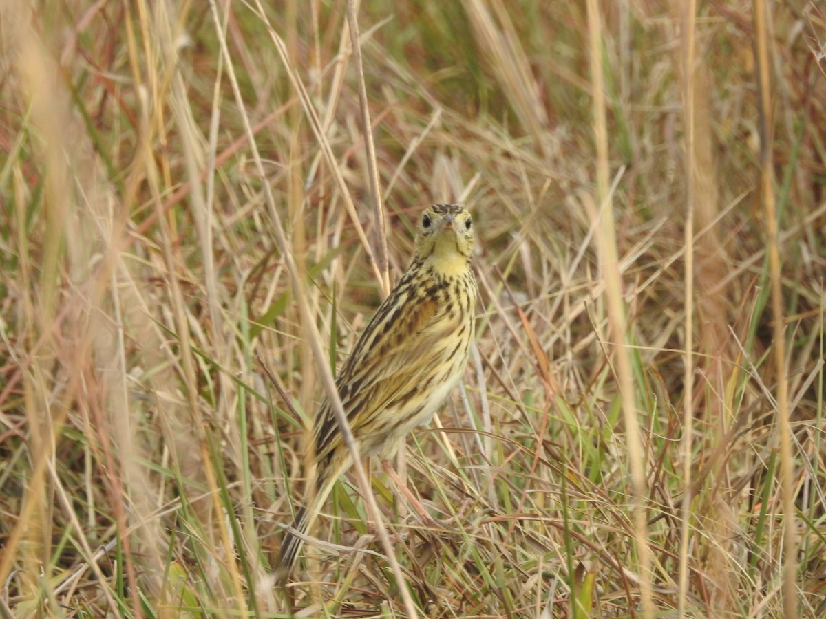 Ochre-breasted Pipit - ML270214791