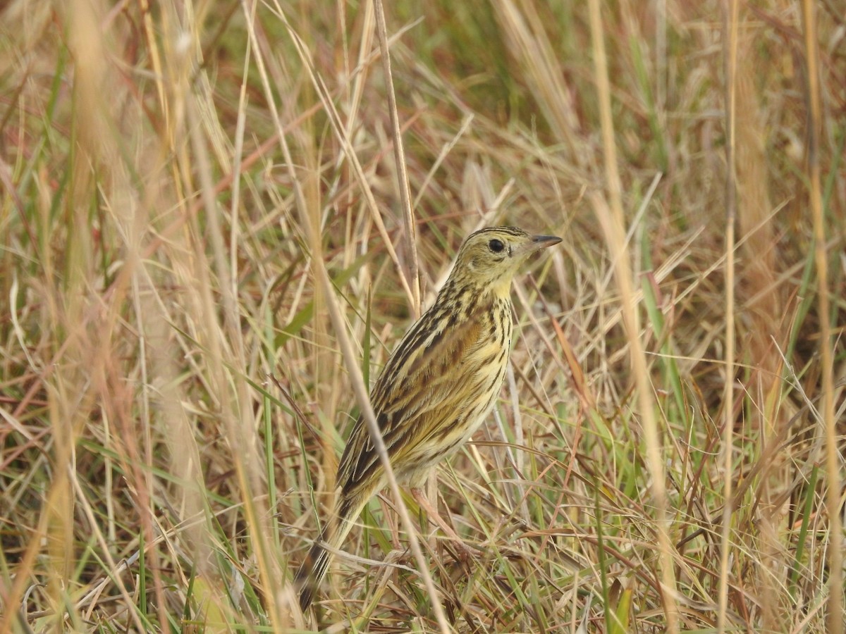 Ochre-breasted Pipit - ML270214821