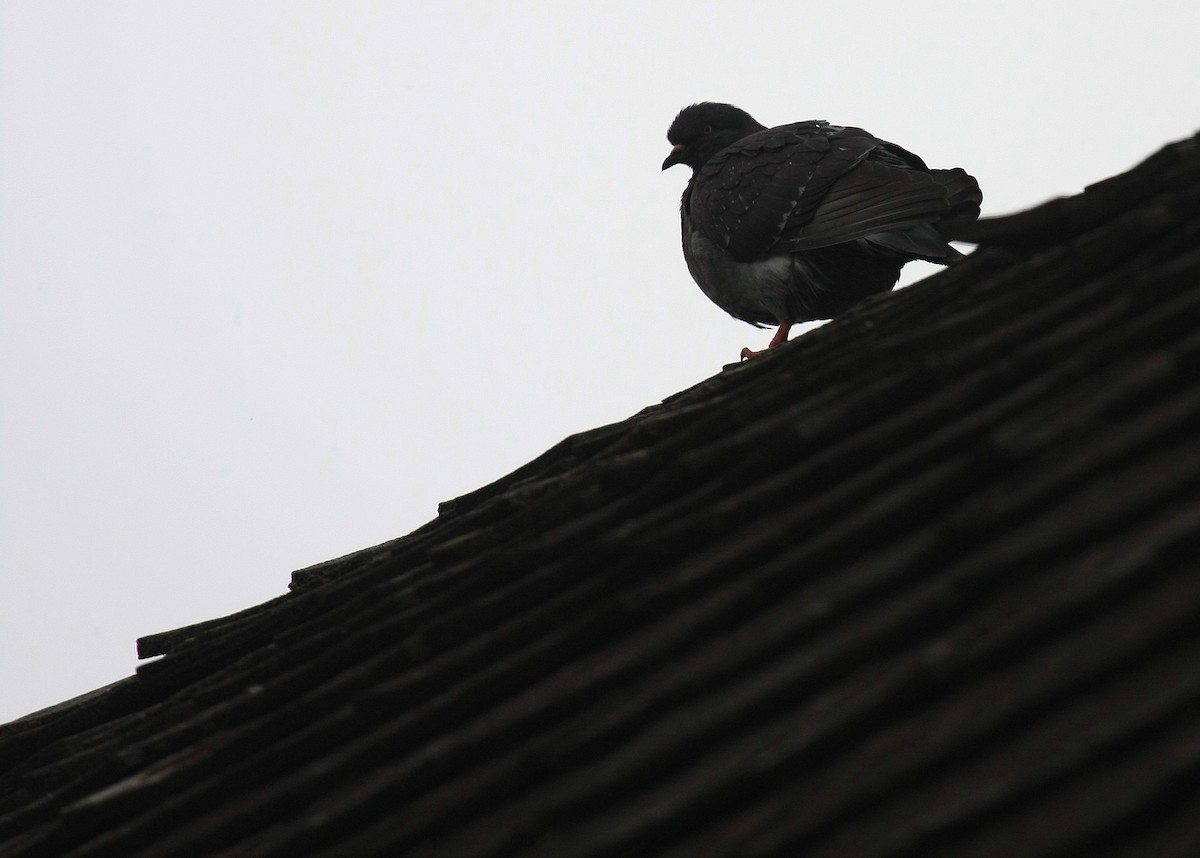Rock Pigeon (Feral Pigeon) - ML27021501