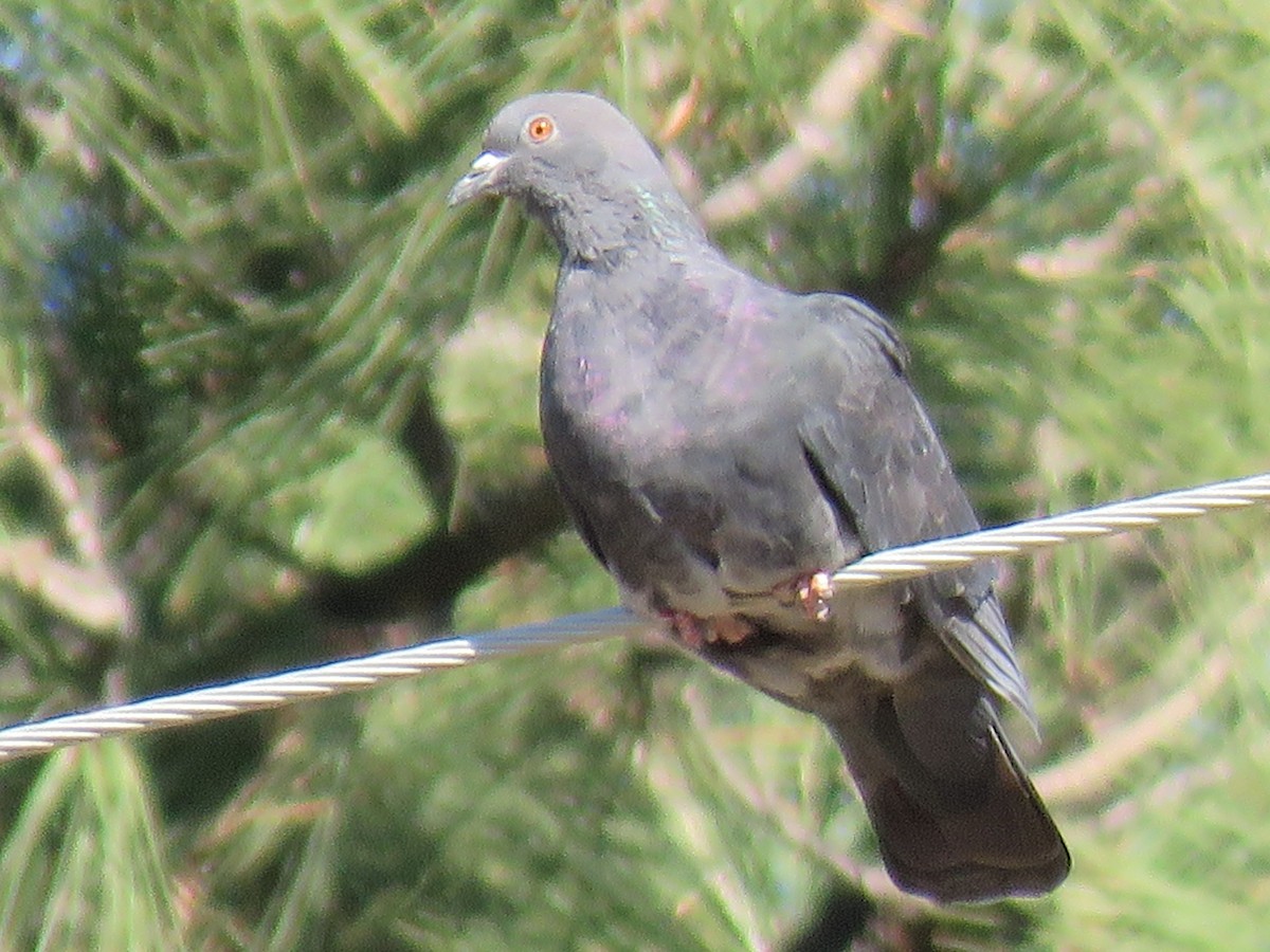 Rock Pigeon (Feral Pigeon) - Brian Hofstetter