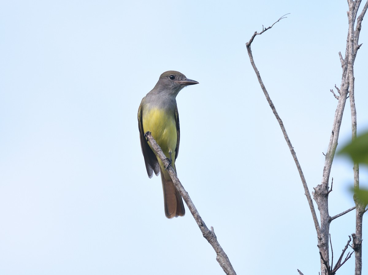 Great Crested Flycatcher - ML270223991