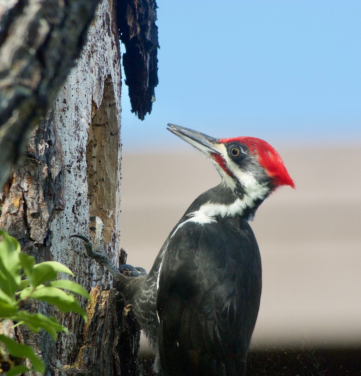 Pileated Woodpecker - ML270228111