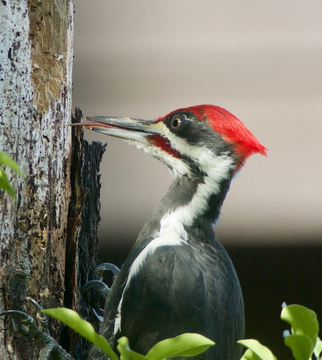 Pileated Woodpecker - ML270228441