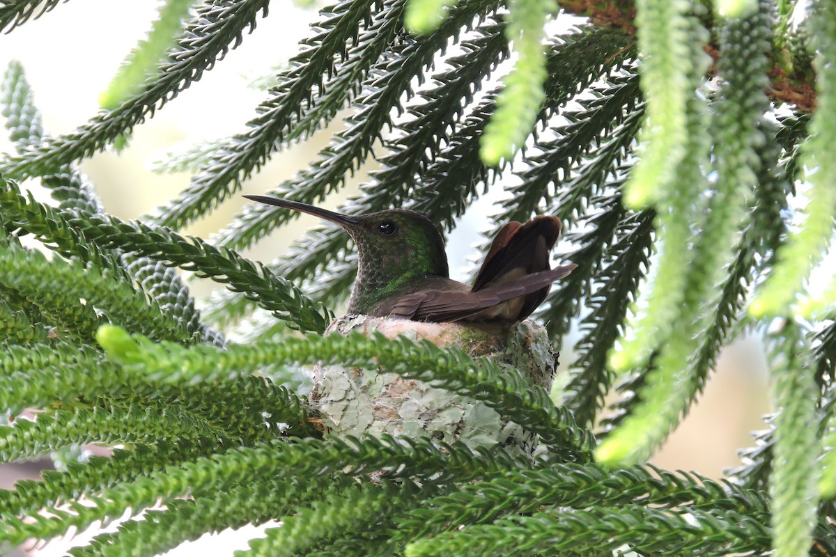 Green-bellied Hummingbird - Alejandro Mora Suárez