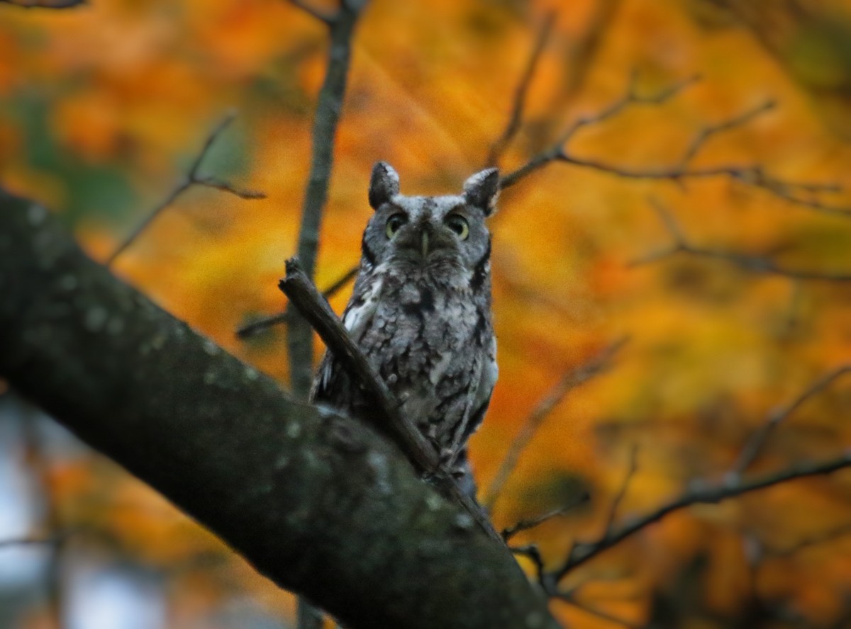 Eastern Screech-Owl - Phillip Odum