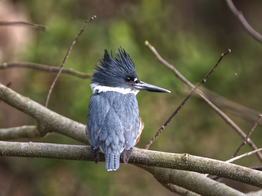 Belted Kingfisher - ML270230961