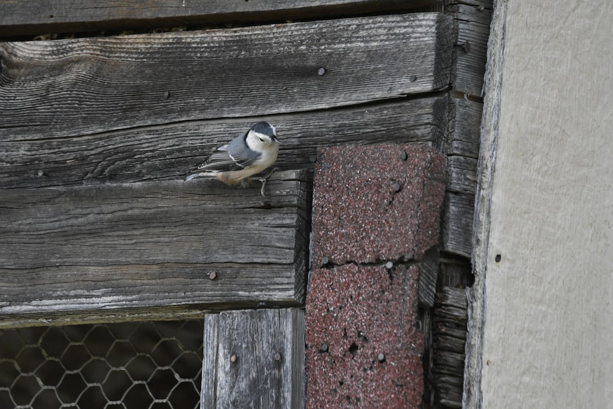 White-breasted Nuthatch - ML270231431