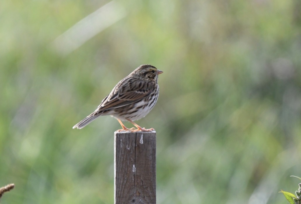 Savannah Sparrow - ML270232221