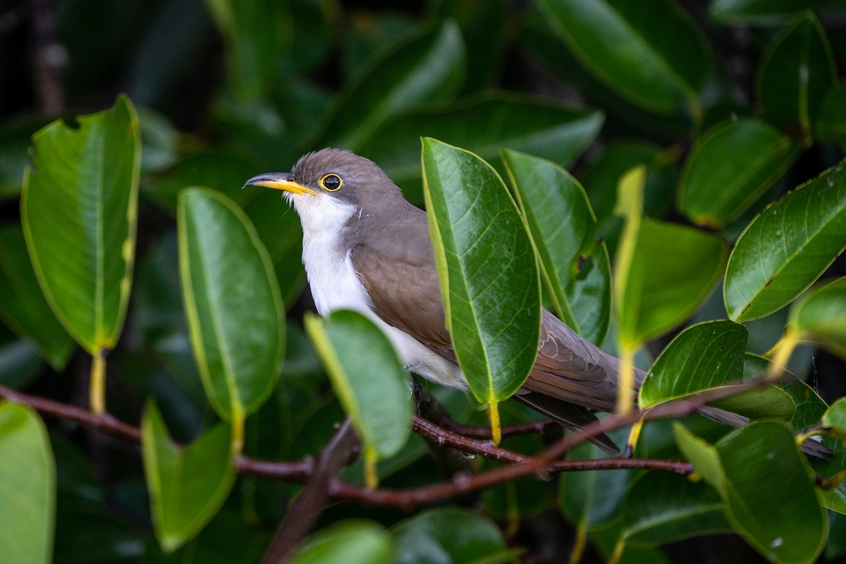 Yellow-billed Cuckoo - Tim Horvath