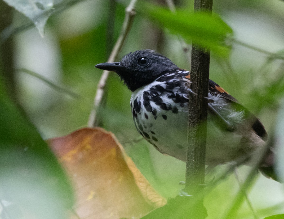 Spotted Antbird - ML270242741