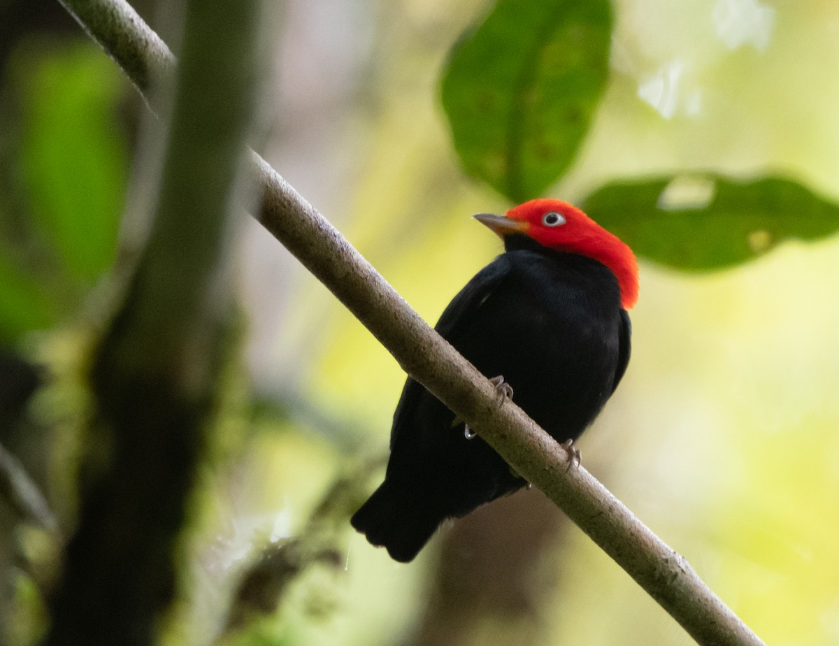 Red-capped Manakin - ML270242781