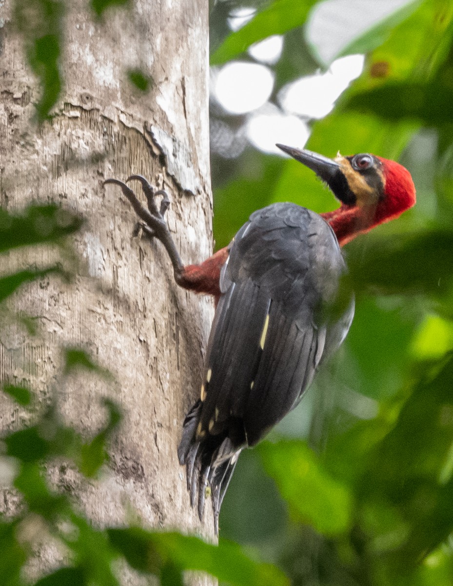 Crimson-bellied Woodpecker (Splendid) - ML270243231