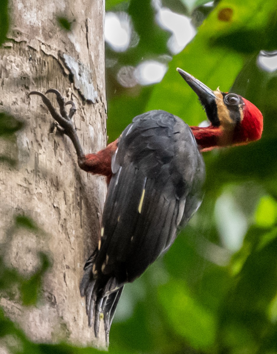 Crimson-bellied Woodpecker (Splendid) - John Sterling